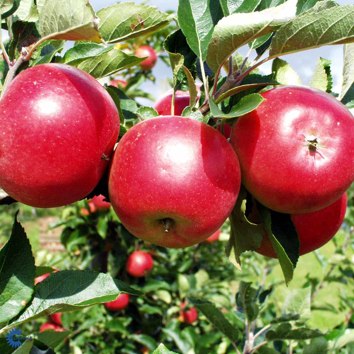 Bilde av Discovery-Spanne Plantesalg