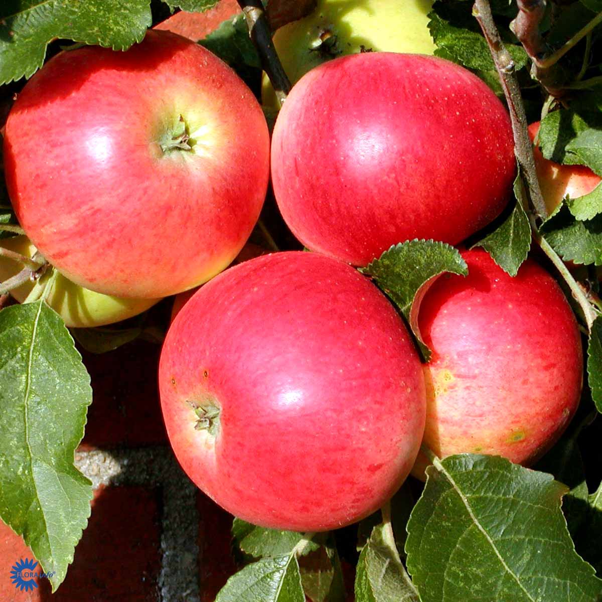 Bilde av Discovery-Spanne Plantesalg