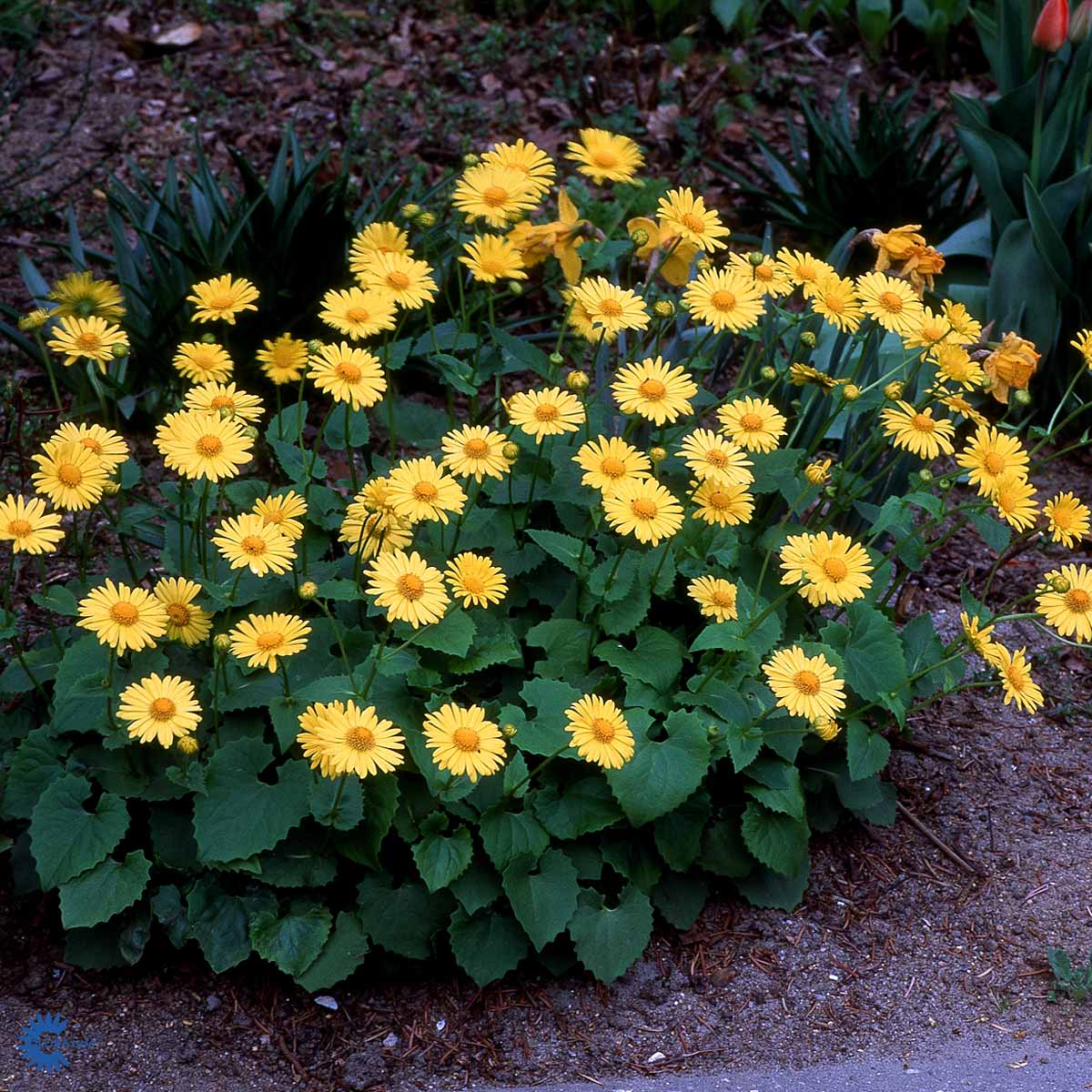 Bilde av Doronicum orientale-Spanne Plantesalg