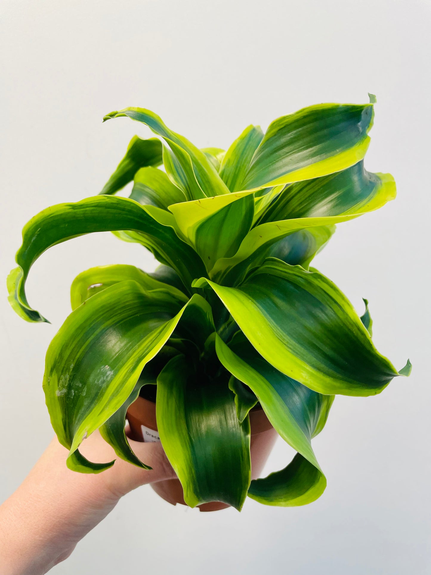 Bilde av Dracaena ‘Tornado’-Spanne Plantesalg