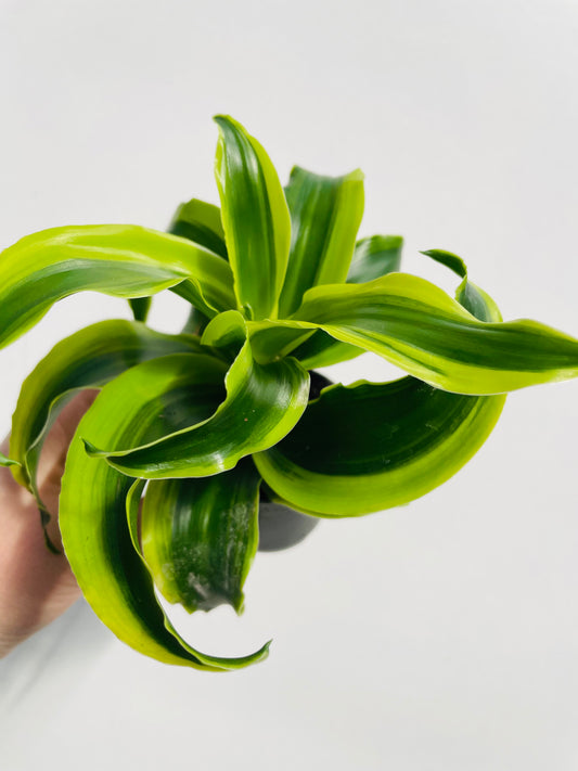Bilde av Dracaena ‘Tornado’-Spanne Plantesalg