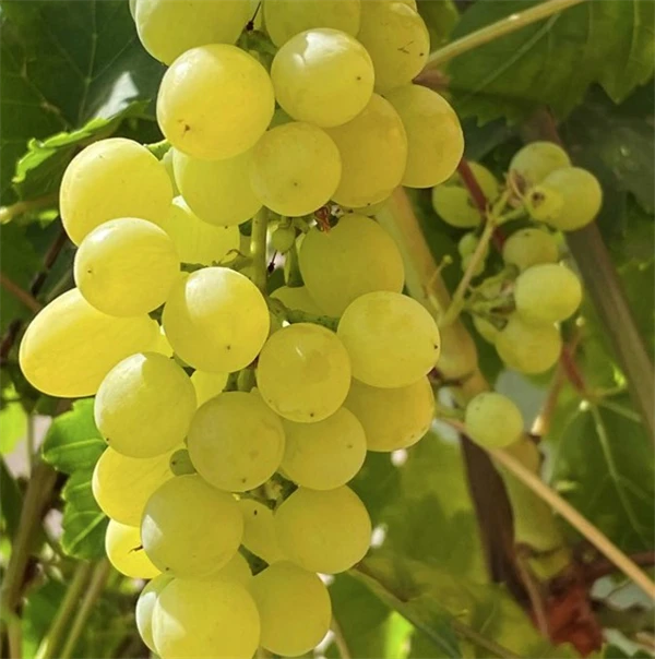 Bilde av Drue 'Arkadia'-Spanne Plantesalg