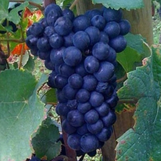 Bilde av Vitis 'Boskoop Glory'-Spanne Plantesalg