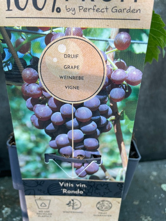 Bilde av Vitis 'Rondo'-Spanne Plantesalg