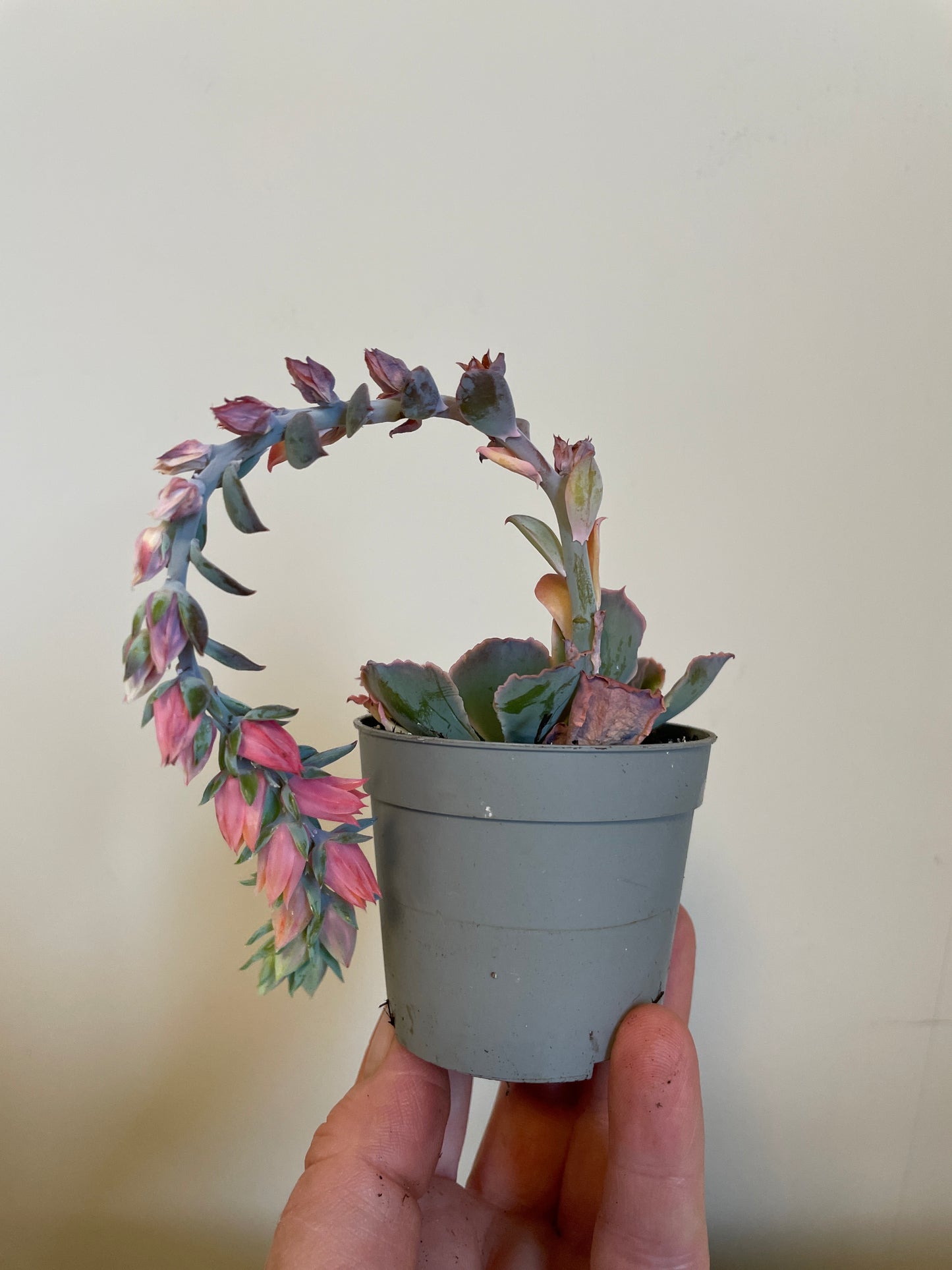 Bilde av Echevera Shaviana Pink Frills-Spanne Plantesalg