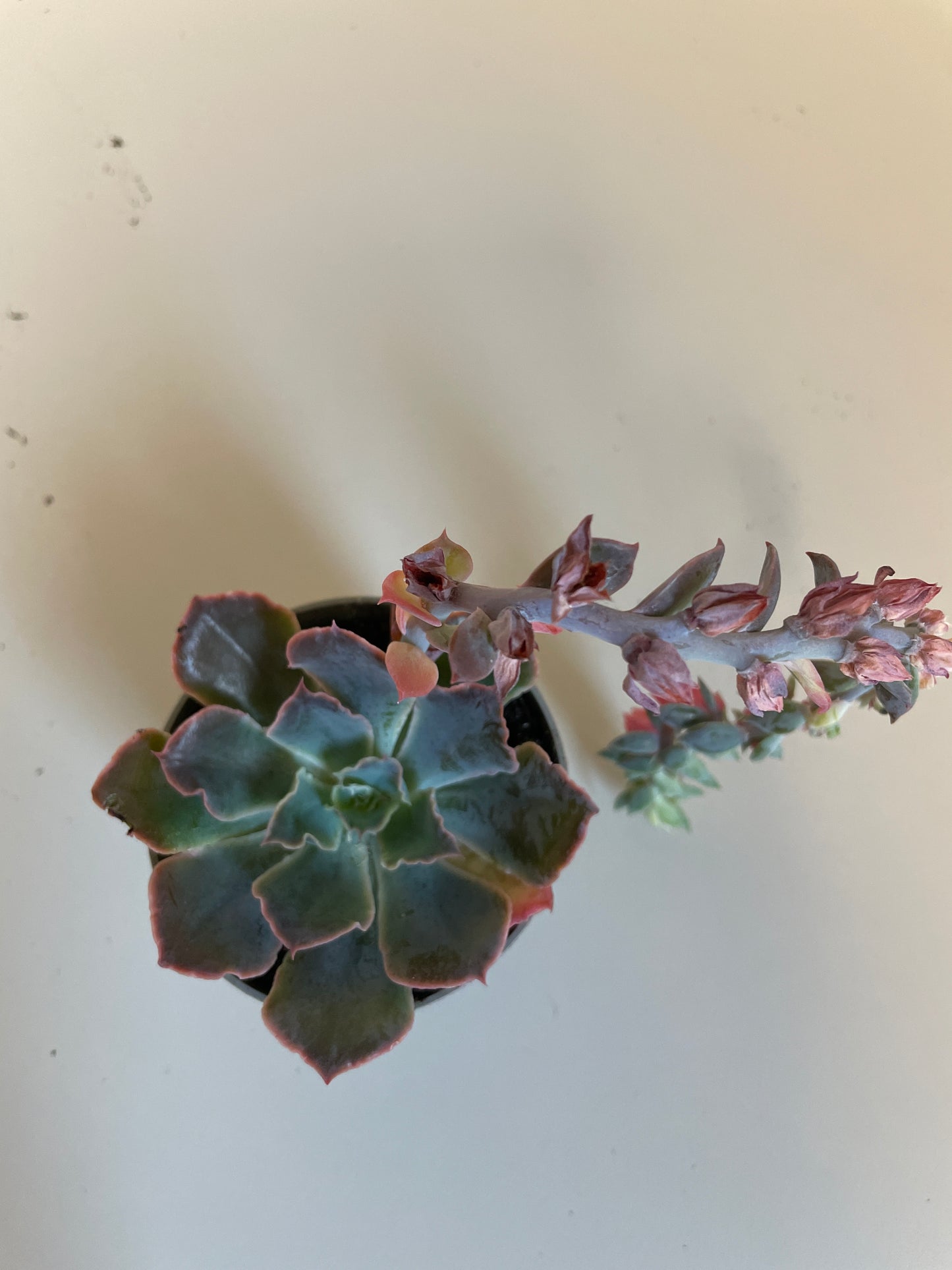 Bilde av Echevera Shaviana Pink Frills-Spanne Plantesalg