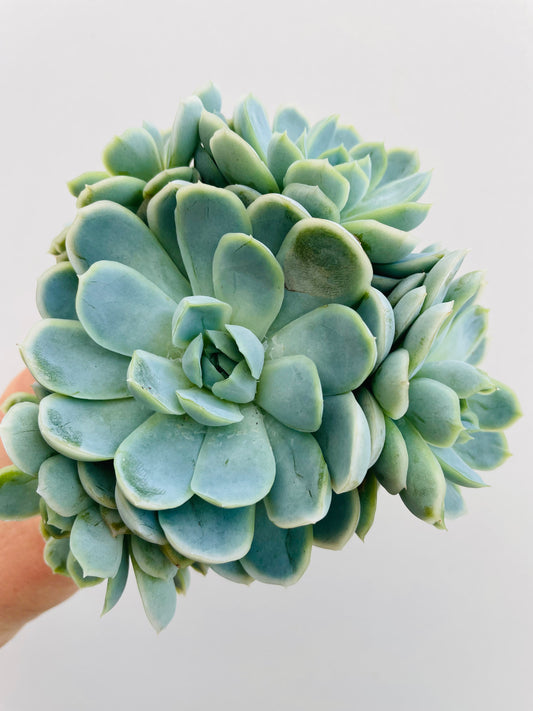 Bilde av Echeveria elegans-Spanne Plantesalg