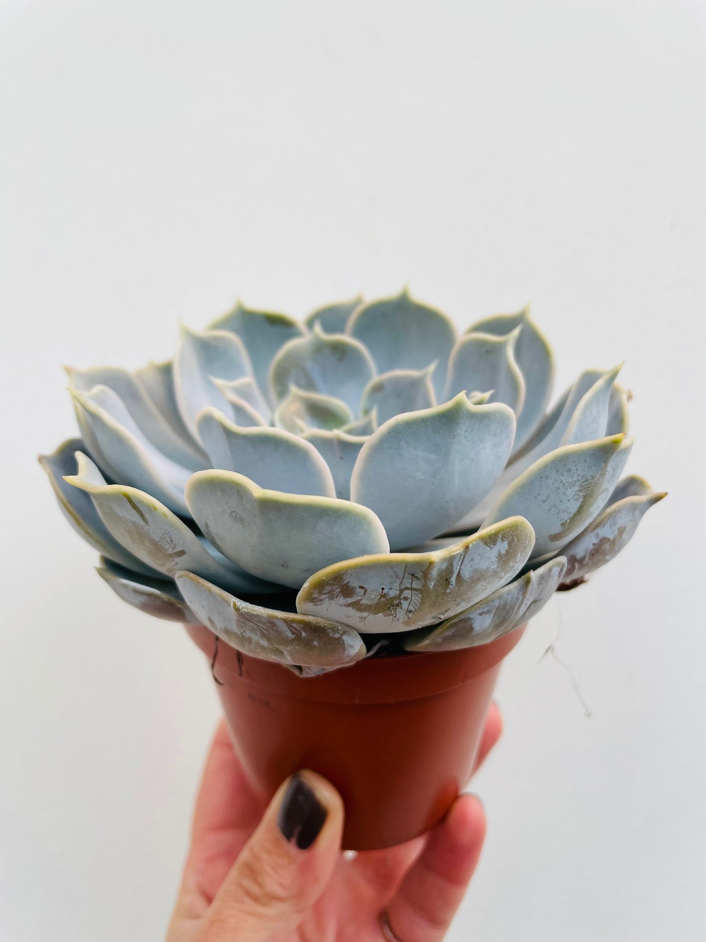 Bilde av Echeveria lilacina-Spanne Plantesalg
