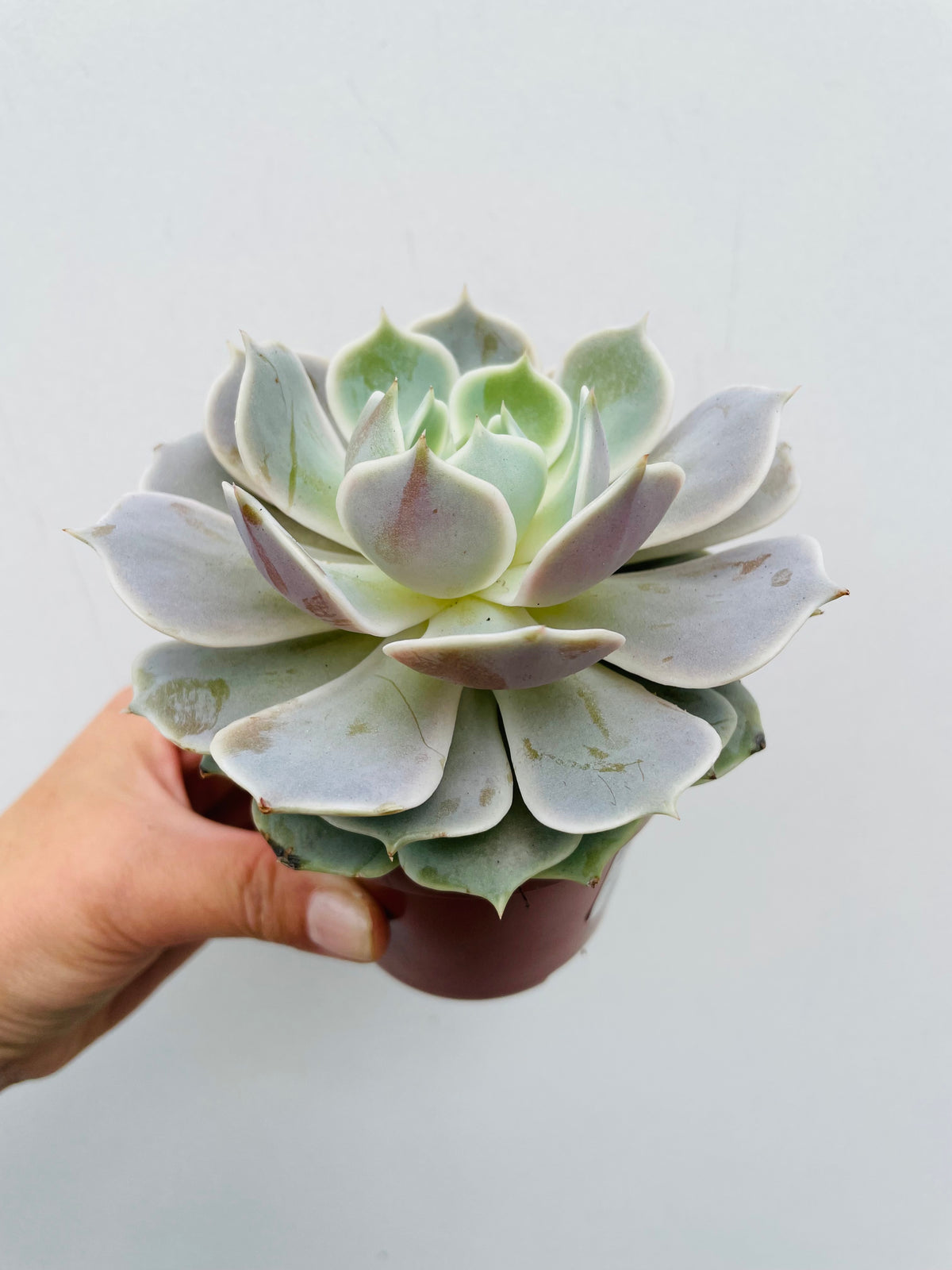 Bilde av Echeveria ‘Lola’-Spanne Plantesalg
