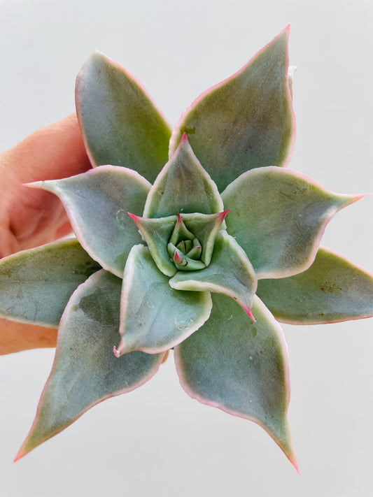 Bilde av Echeveria ‘Madiba’-Spanne Plantesalg