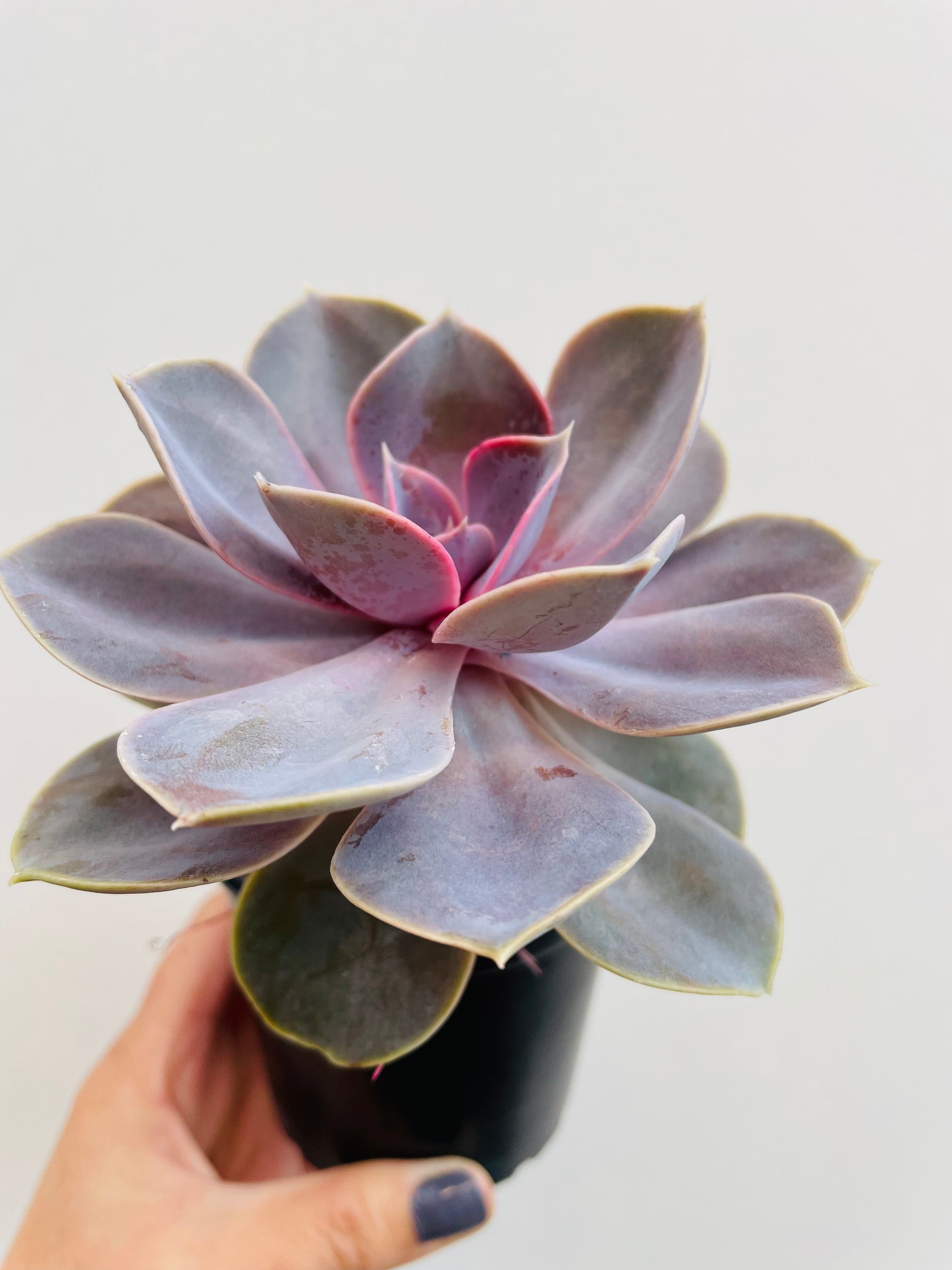 Bilde av Echeveria ‘Perle von Nurnberg’-Spanne Plantesalg