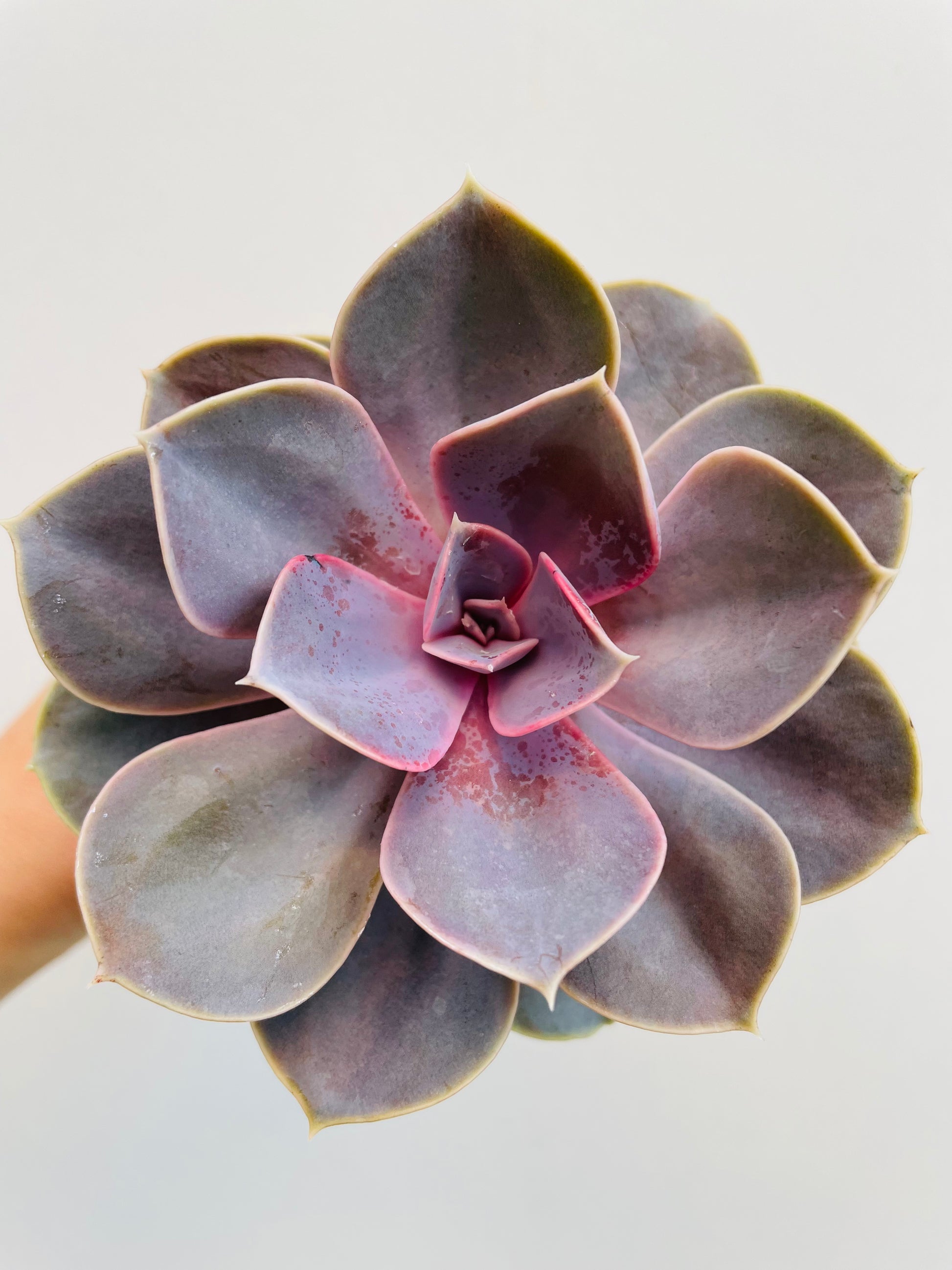 Bilde av Echeveria ‘Perle von Nurnberg’-Spanne Plantesalg