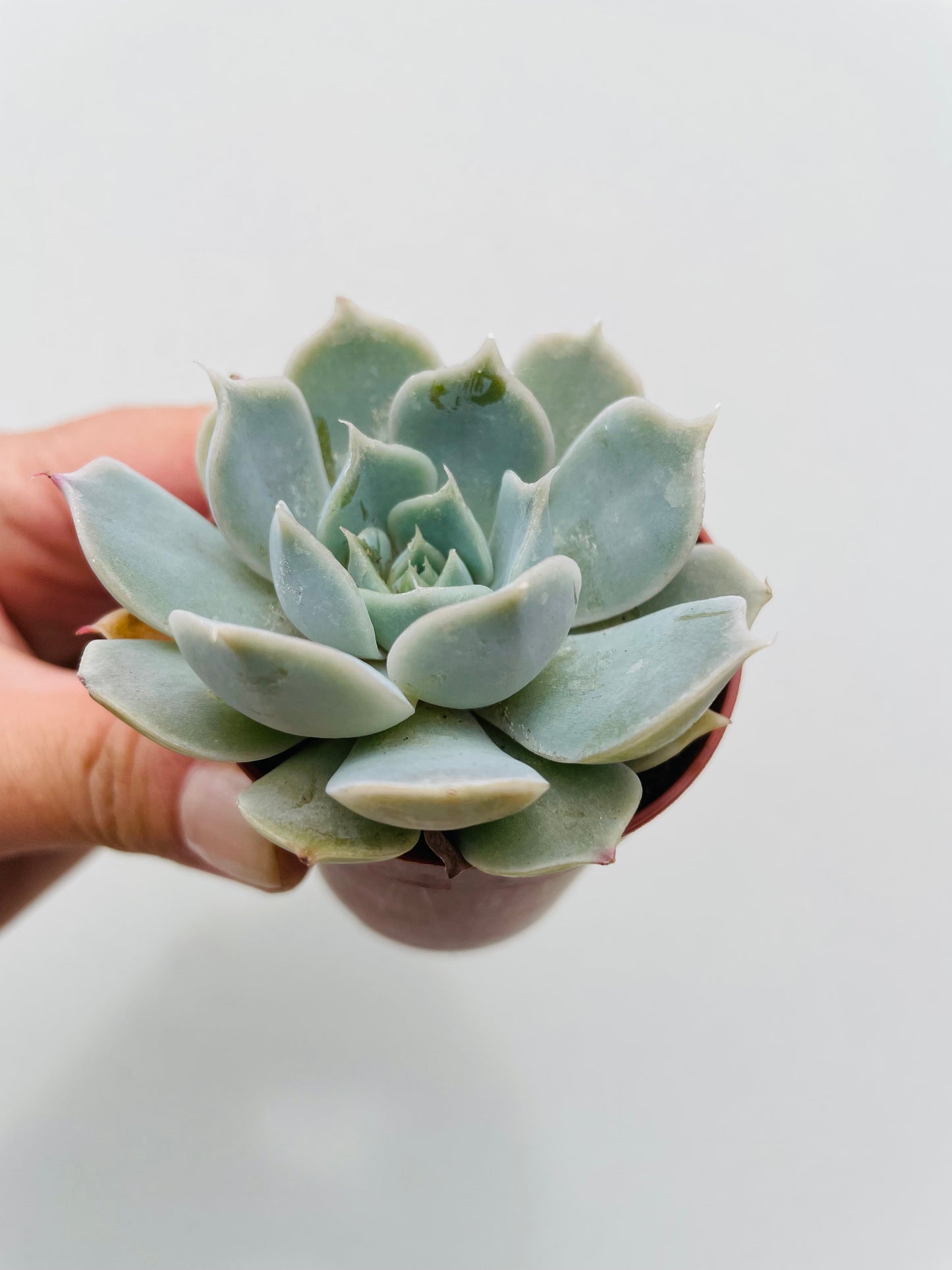 Bilde av Echeveria ‘Pollux’-Spanne Plantesalg
