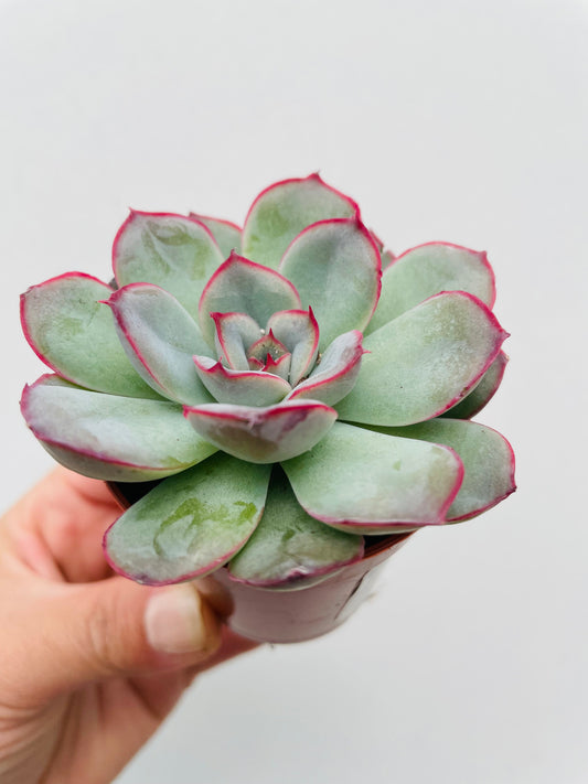 Bilde av Echeveria pulidonis-Spanne Plantesalg