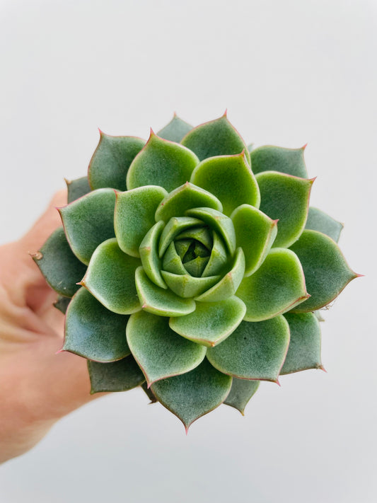 Bilde av Echeveria purpurosum ‘Green Gilva’-Spanne Plantesalg