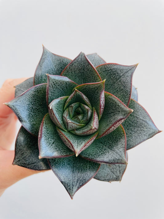 Bilde av Echeveria purpusorum-Spanne Plantesalg
