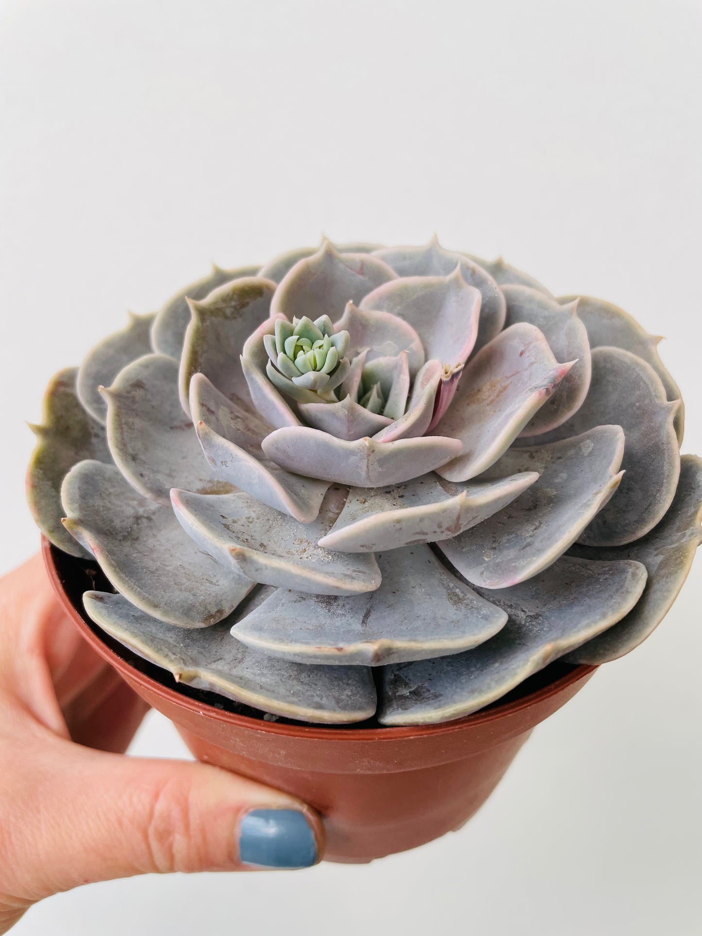 Bilde av Echeveria runyonii-Spanne Plantesalg