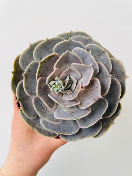 Bilde av Echeveria runyonii-Spanne Plantesalg