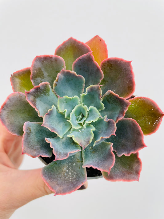 Bilde av Echeveria shaviana ‘Pink Frills’-Spanne Plantesalg