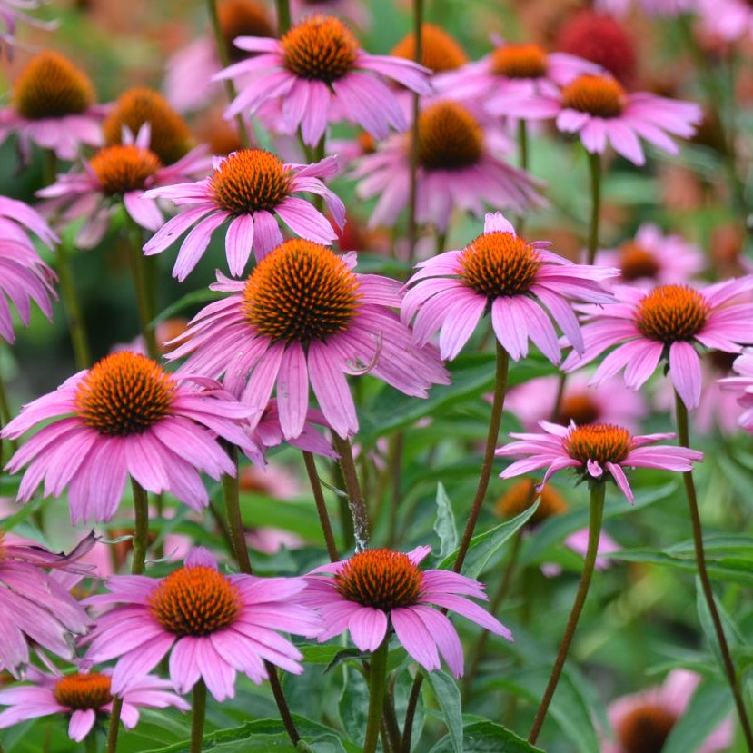 Bilde av Echinacea p. 'Magnus Superior'-Spanne Plantesalg