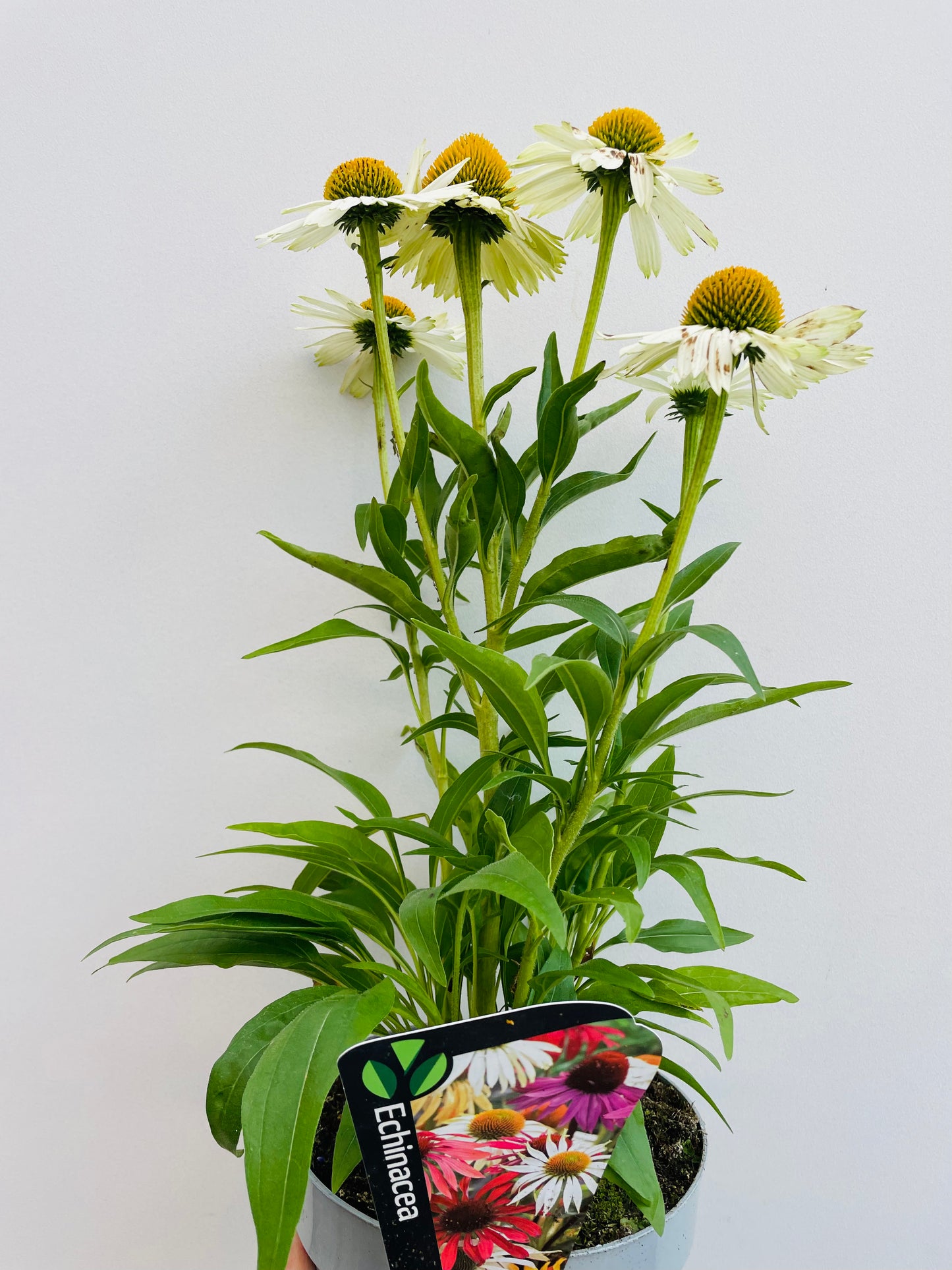 Bilde av Echinacea purpurea-Spanne Plantesalg