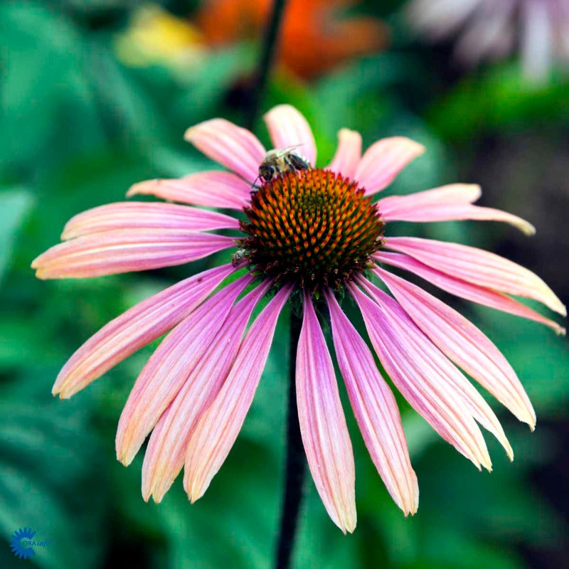 Bilde av Echinacea 'Summer Cocktail'-Spanne Plantesalg