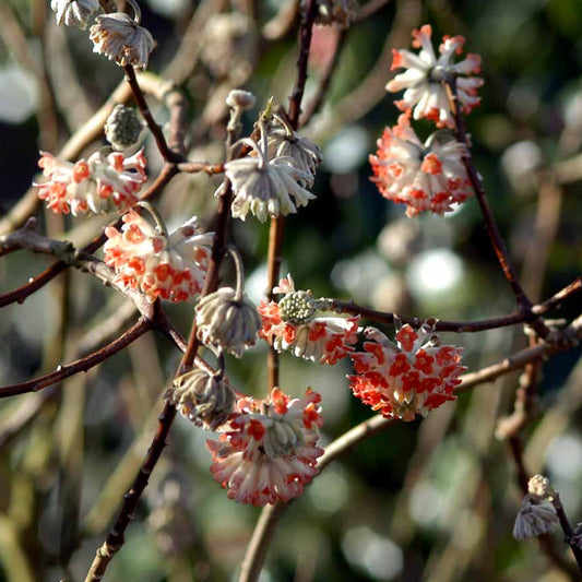 Bilde av Edgeworthia chrysantha 'Red Dragon'-Spanne Plantesalg