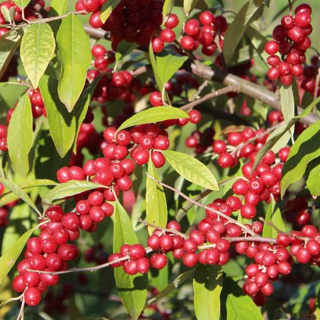 Bilde av Elaeagnus umbellata 'Pointilla Sweet'N'Sour'-Spanne Plantesalg