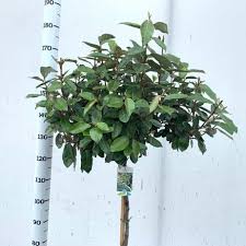 Bilde av Elaeagnus x ebbingei 'Compacta'-Spanne Plantesalg