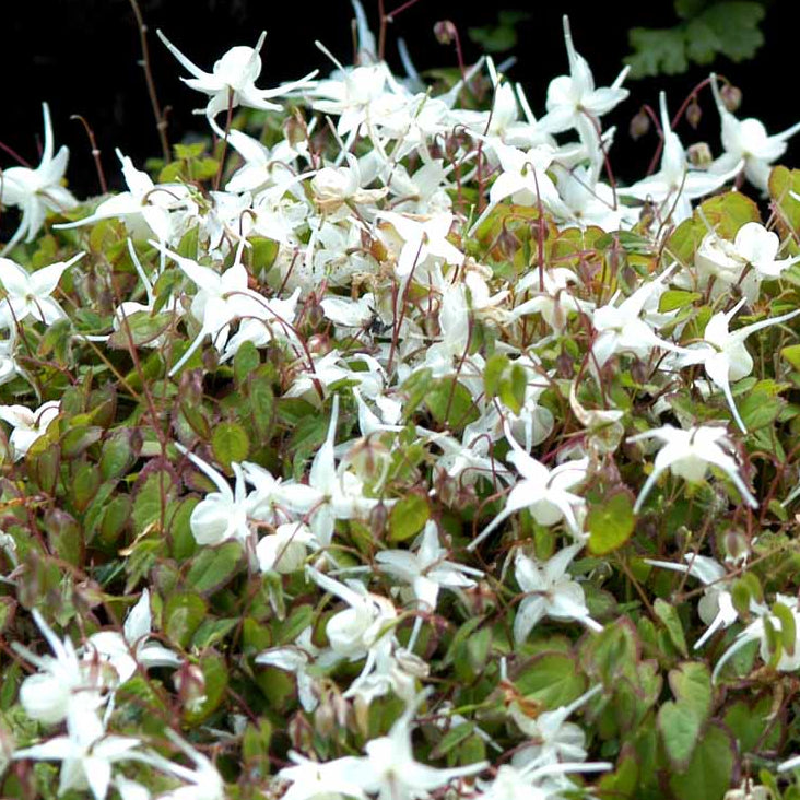 Bilde av Epimedium gr. 'White Queen'-Spanne Plantesalg