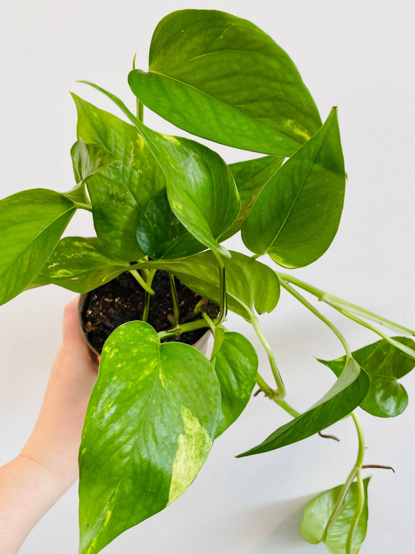 Bilde av Epipremnum aureum-Spanne Plantesalg