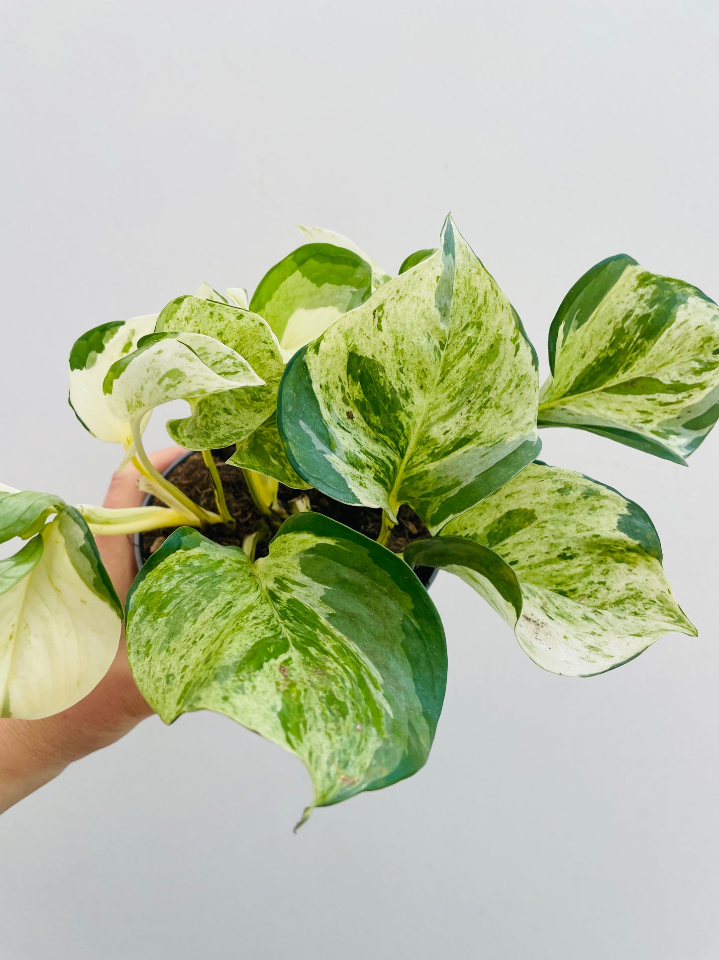 Bilde av Epipremnum ‘Manjula’-Spanne Plantesalg