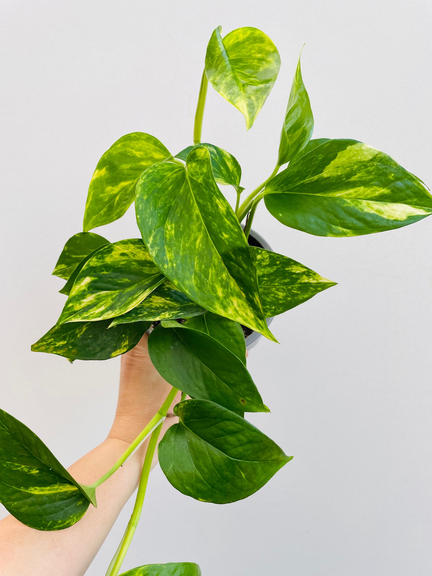 Bilde av Epipremnum pinnatum-Spanne Plantesalg