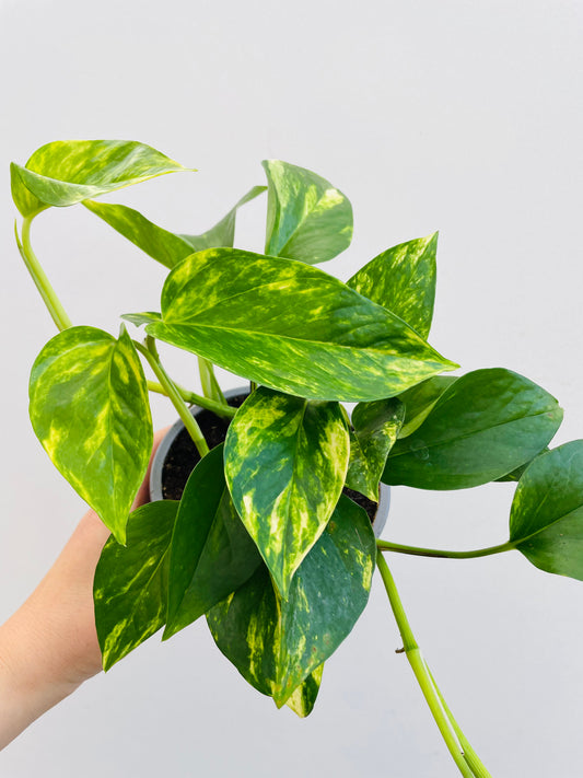 Bilde av Epipremnum pinnatum-Spanne Plantesalg