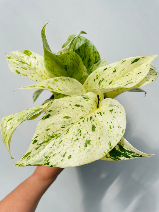 Bilde av Epipremnum 'Snow Leopard'-Spanne Plantesalg