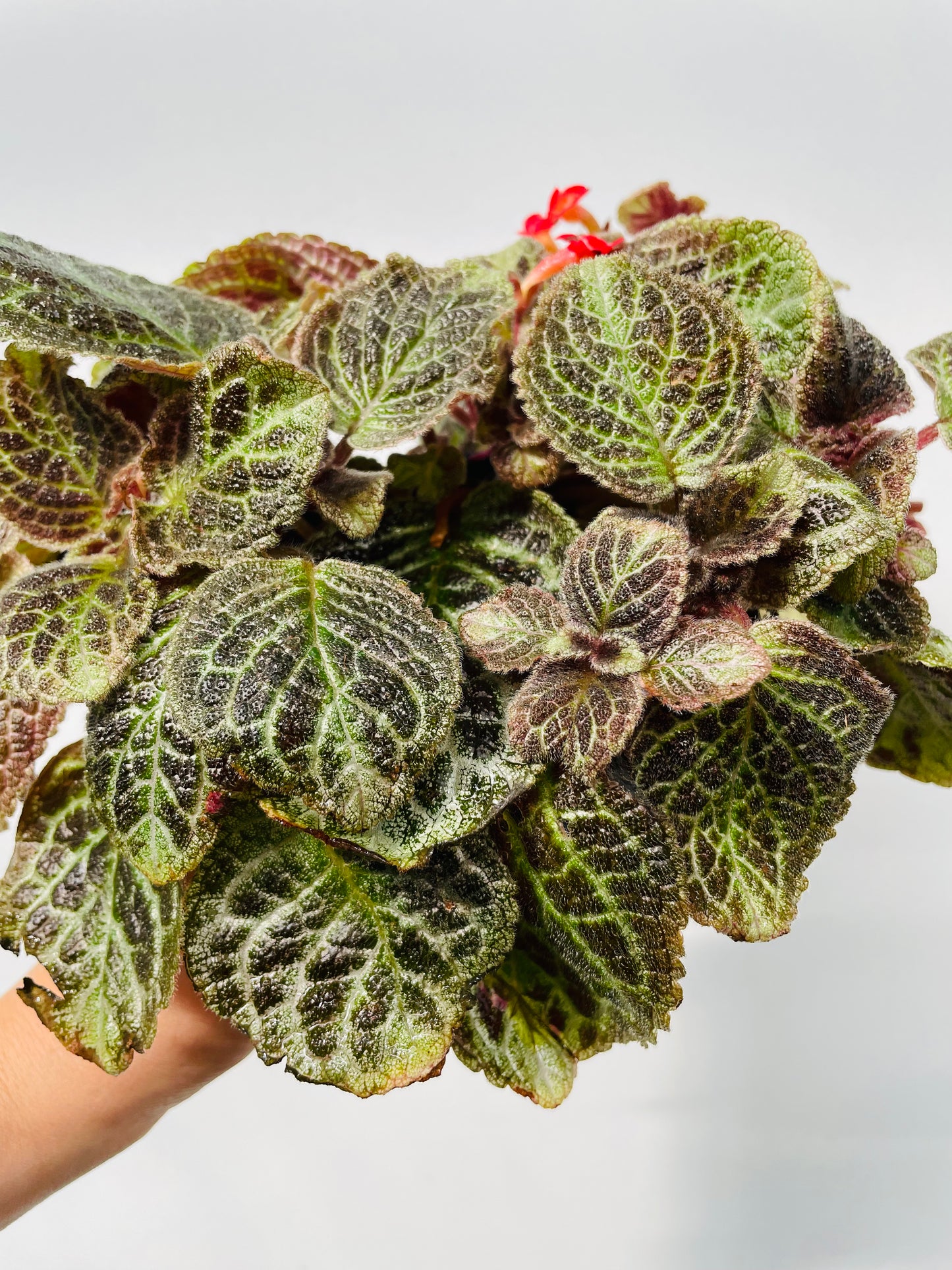 Bilde av Episcia cupreata ‘Zebra’-Spanne Plantesalg