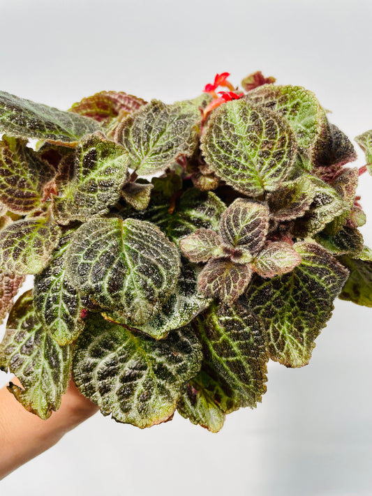 Bilde av Episcia cupreata ‘Zebra’-Spanne Plantesalg