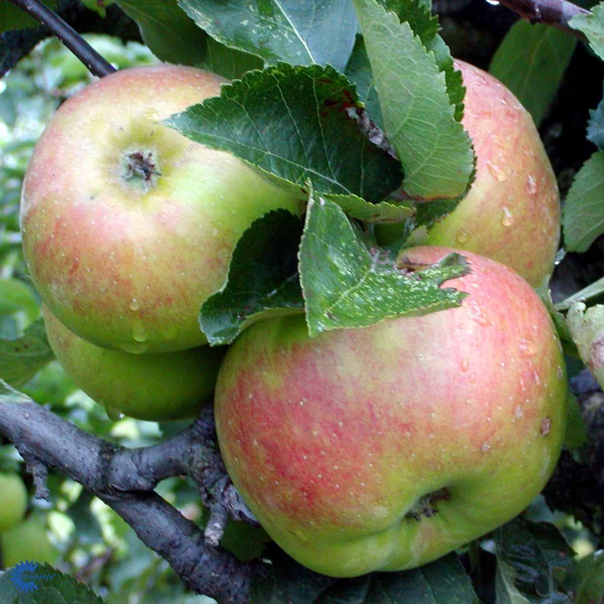 Bilde av Eple Bramley's Sedling-Spanne Plantesalg