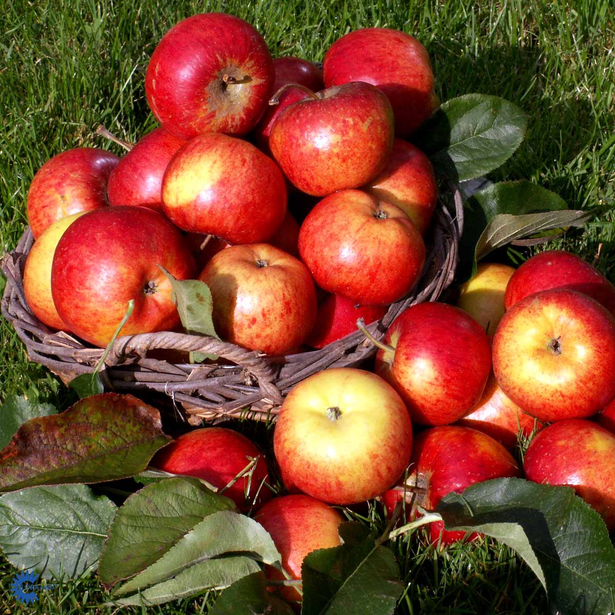Bilde av Eple Rubinola-Spanne Plantesalg