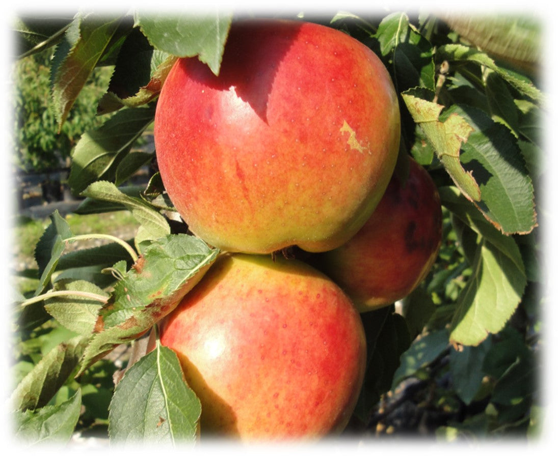 Bilde av Eple Suncats (søyleeple)-Spanne Plantesalg