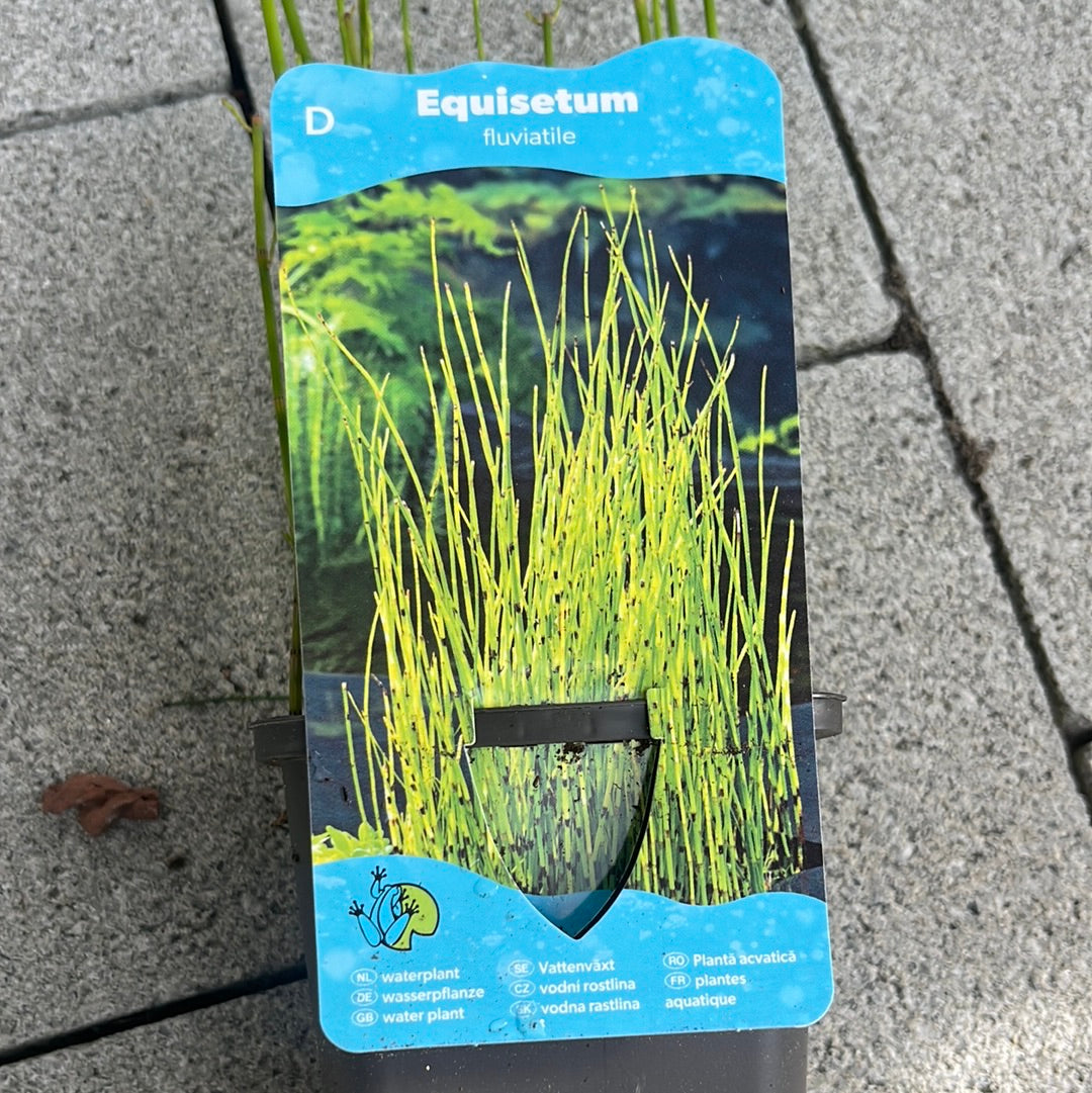 Bilde av EQUISETUM fluviatile-Spanne Plantesalg