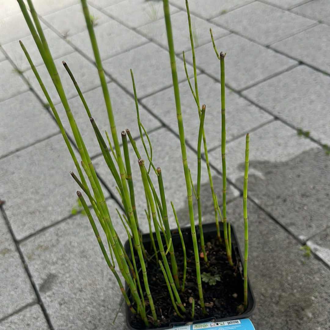 Bilde av EQUISETUM fluviatile-Spanne Plantesalg