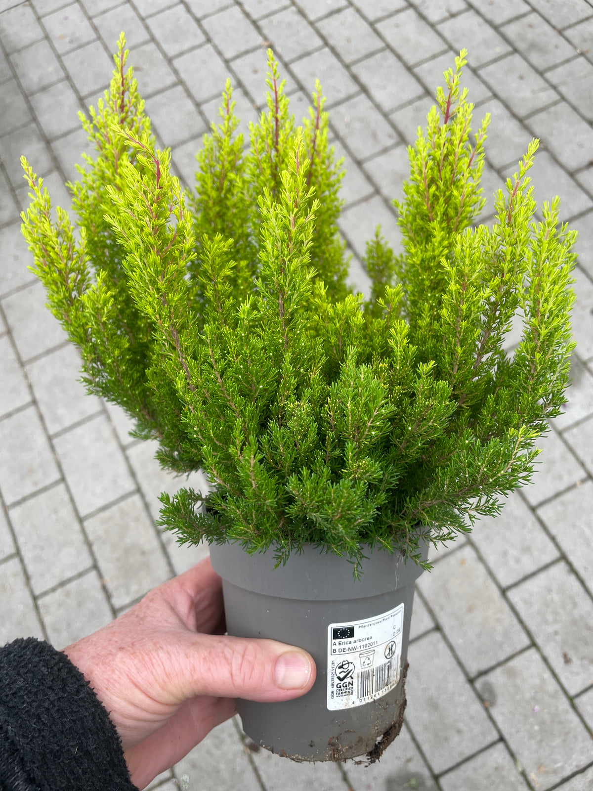 Bilde av Erica arborea Estrella Gold-Spanne Plantesalg