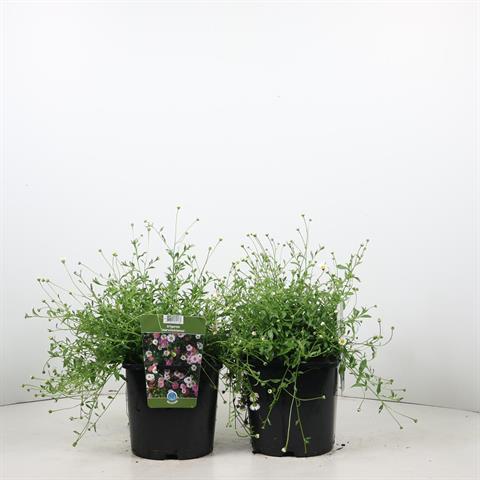 Bilde av ERIGERON KARVINSKIANUS-Spanne Plantesalg