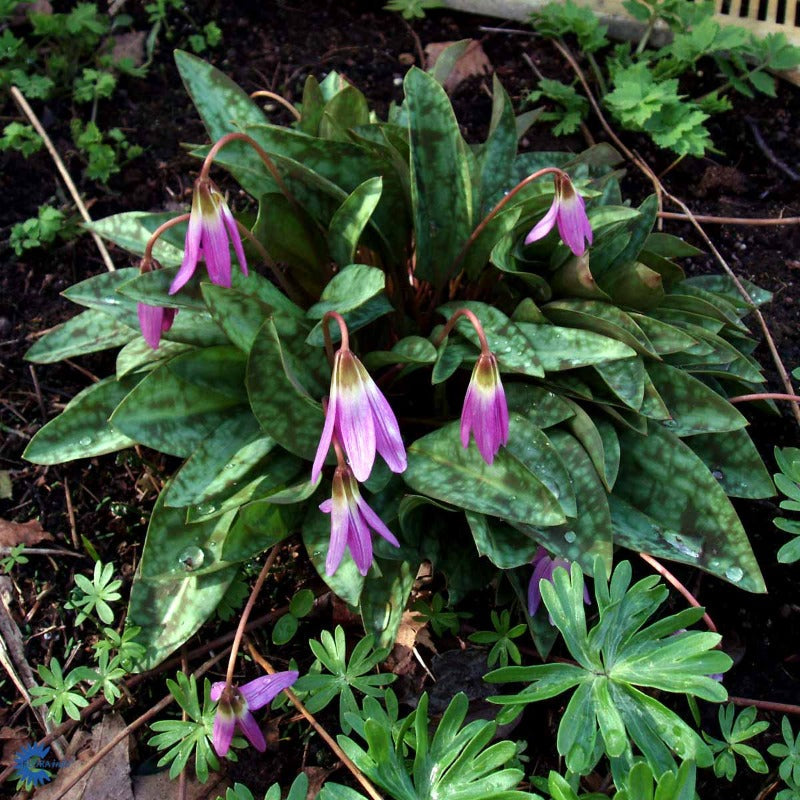 Bilde av Erythronium dens-canis-Spanne Plantesalg