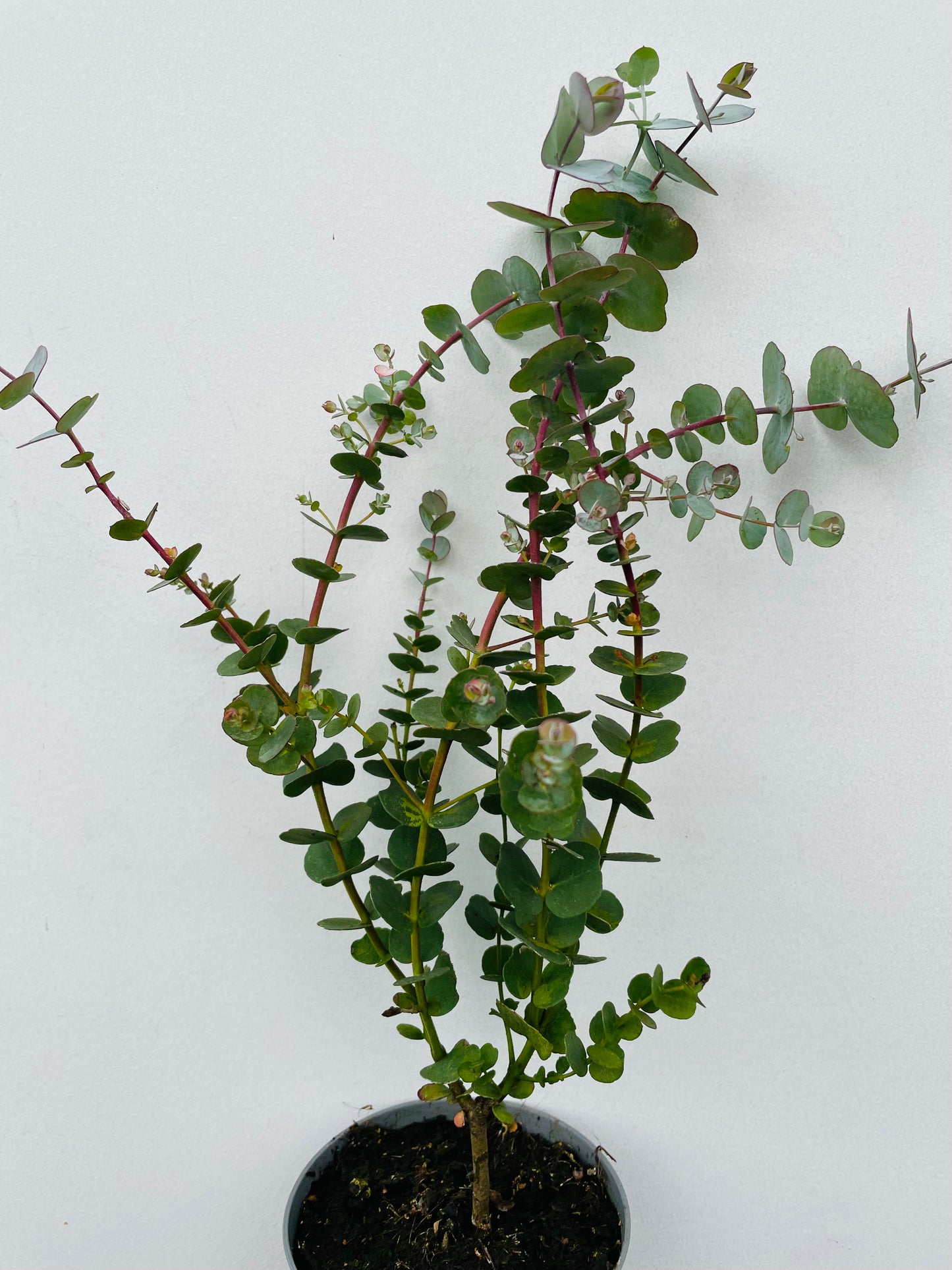 Bilde av Eucalyptus gunnii Azura Busch, KEYDO-Spanne Plantesalg