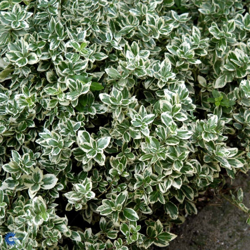 Bilde av Euonymus fortunei 'Emerald Gaiety'-Spanne Plantesalg