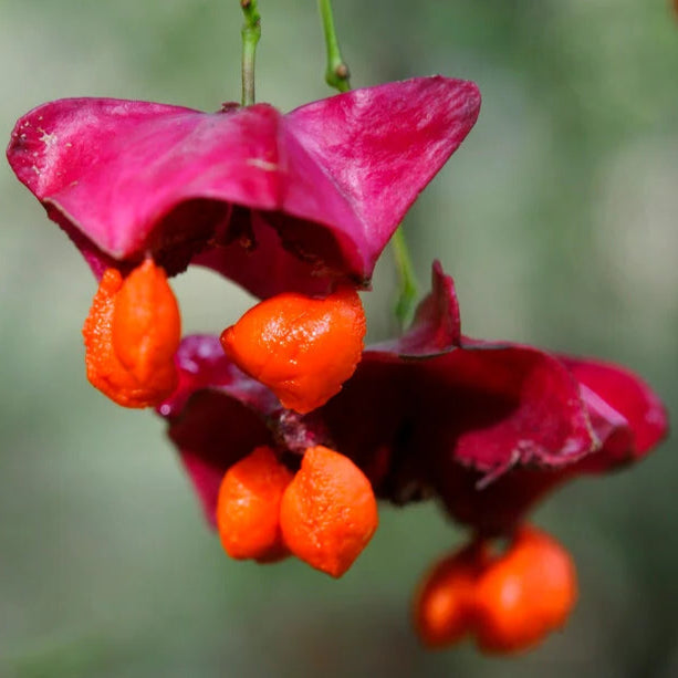 Bilde av Euonymus macropterus 'Mount Fuji'-Spanne Plantesalg