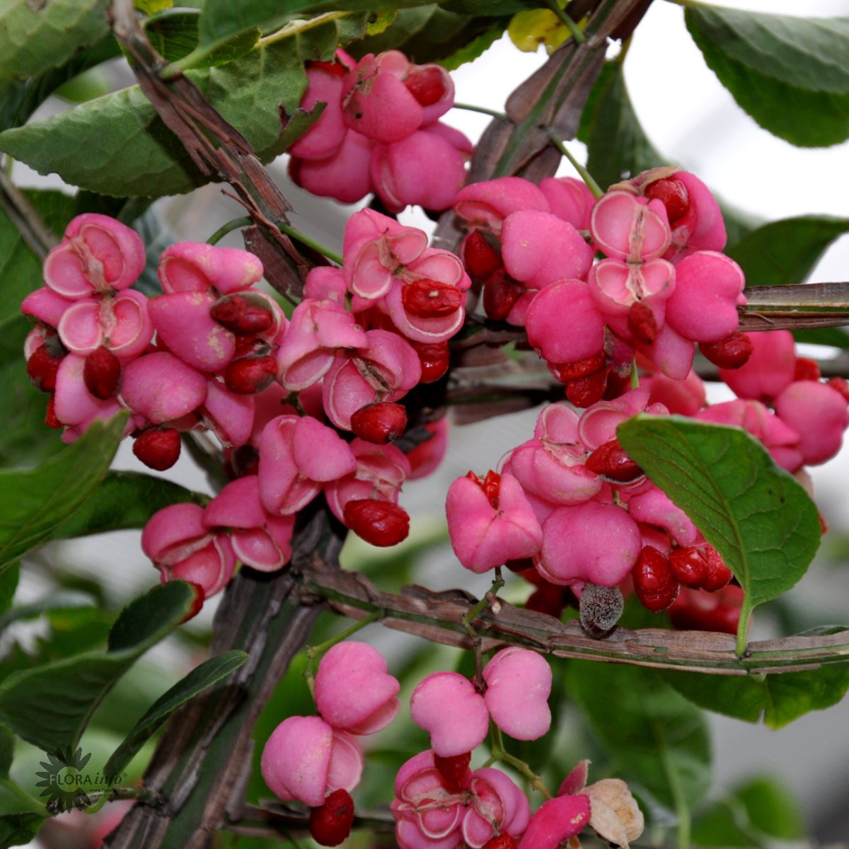 Bilde av Euonymus phellomanus-Spanne Plantesalg