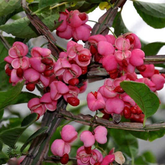 Bilde av Euonymus phellomanus-Spanne Plantesalg